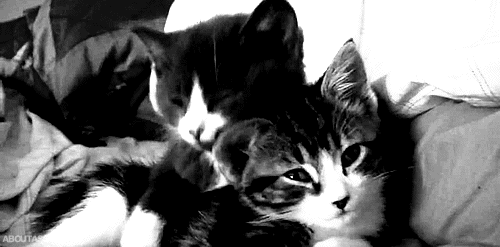 cat-hug-31-black-and-white-cats-hugs