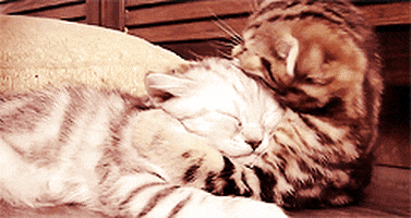 cat-hug-34-cuties-hugs