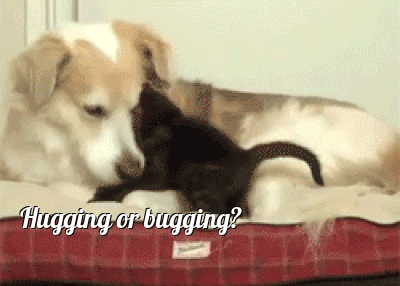 cat-hug-35-dog-and-kitten-hugs