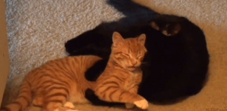 cat-hug-4-hugging-orange-black-cats-acegif