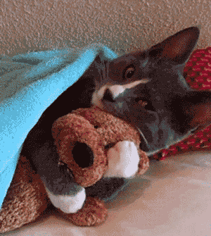 cat-hug-40-teddy-bear-and-cat-hugs