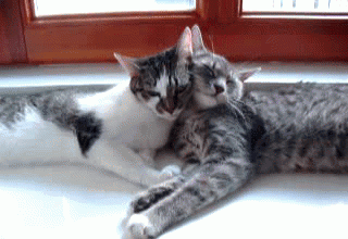GIFs de abraço de gato