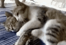 GIFs de abraço de gato