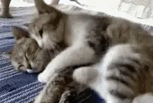 сердитые гифки  Cat-hug-5-two-cats-hugging.gif