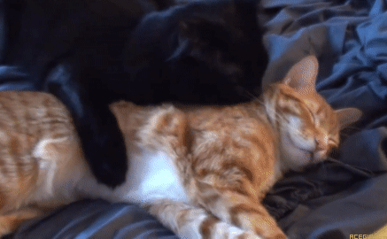 cat-hug-5-zooming-cute-cat-hugs-acegif