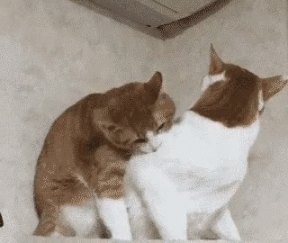 cat-hug-54-aggressive-huga-orange-white-cats