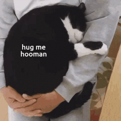 cat-hug-56-hug-me-hooman-huge-cat