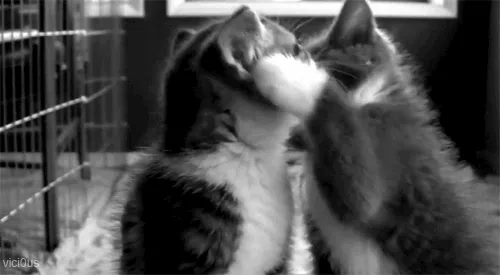 сердитые гифки  Cat-hug-57-kissing-little-kitties.gif