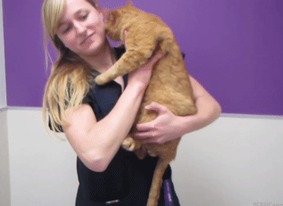 cat-hug-7-orange-cat-hugs-his-friend-acegif
