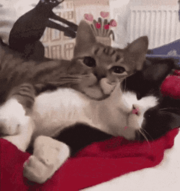 cat-hug-7-two-cats-laying-on-blanket