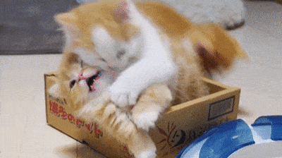 cat-hug-70-kittens-hugs-in-a-box