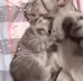 cat-hug-73-kitten-and-mommy-hugs