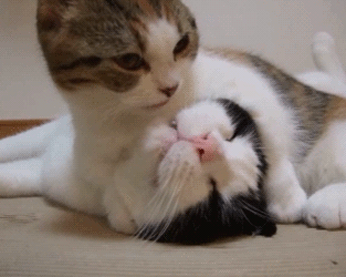 cat-hug-75-two-cutie-hugging