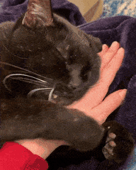 cat-hug-77-hand-hug-with-kitten