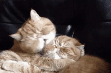 cat-hug-79-british-cats-hugs