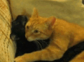 cat-hug-8-black-orange-cats-hugging