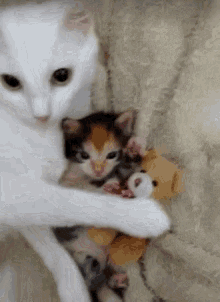cat-hug-80-cute-kitten-with-mommy-hugging