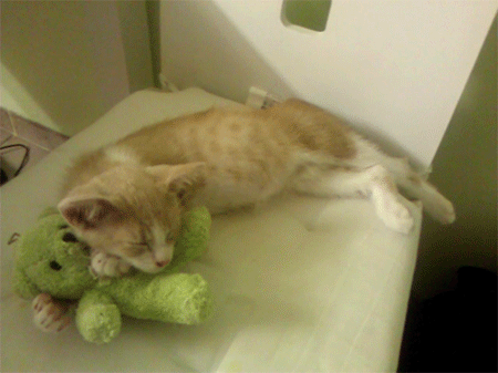 cat-hug-83-cat-hugs-green-plushie