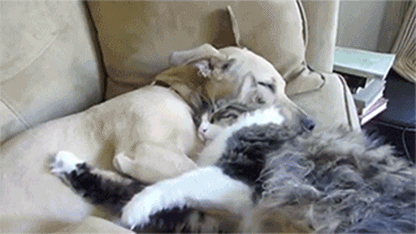 cat-hug-84-cat-and-dog-sleep-and-hugs