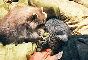 cat-hug-85-raccoon-and-cat-hugs