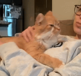 cat-hug-9-orange-cat-hugs-his-owner-acegif