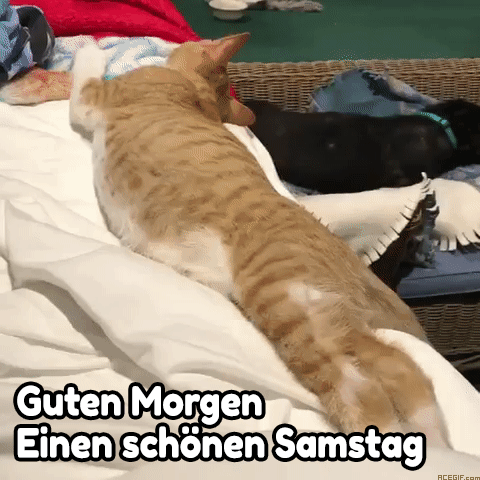 Guten Morgen Samstag GIFs 50 Animierte Gru karten