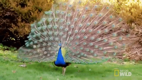 Peacock GIFs