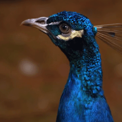 Peacock GIFs