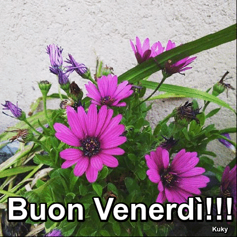 buon venerdi-gif-4