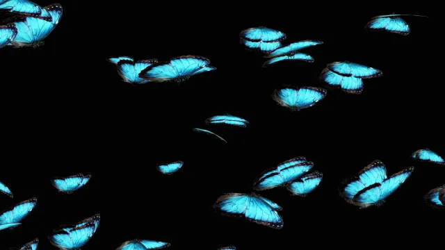 ...и други животни Butterfly-animation-122.gif