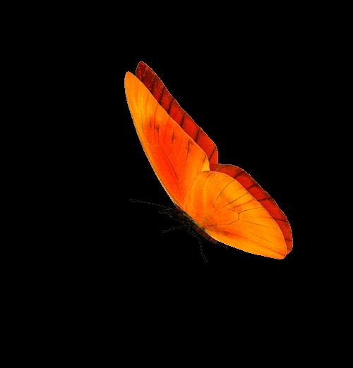 GIF-Animation von schönen Schmetterlingen