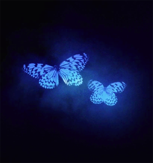 butterfly-animation-57