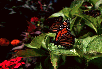 GIF Animering av Vackra Fjärilar