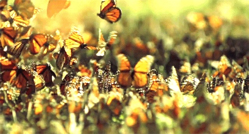 Animacja GIF pięknych motyli