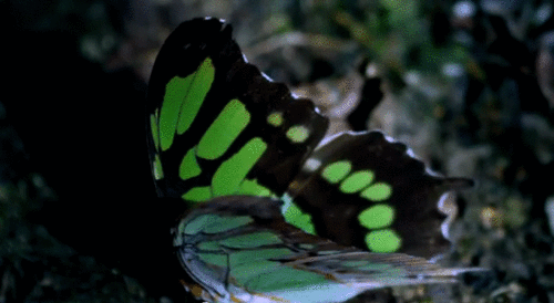 Beautiful Butterflies GIFs