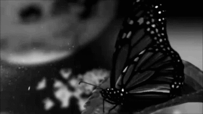 Beautiful Butterflies GIFs