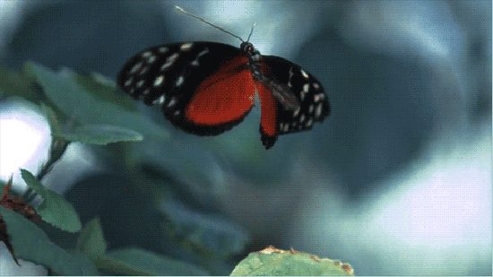 butterfly-animation-98