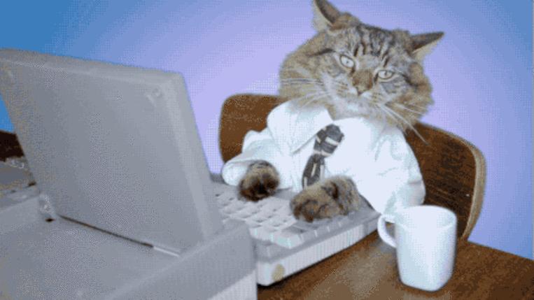 GIFs die Katzen schreiben - Lustige Katzen mit Tastatur (25 Stück)