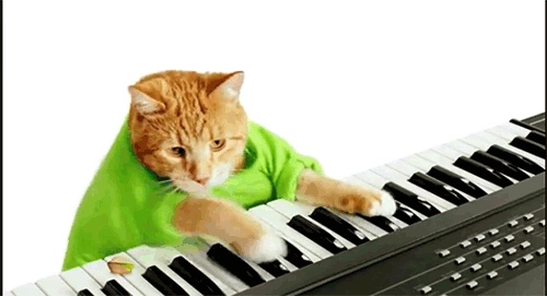 Escribiendo gatos GIFs - Divertidos coños con el teclado (25 piezas)