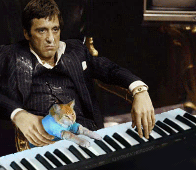 GIF: kočky psát na klávesnici. Legrační koťata s klávesnicí (25 kusů)