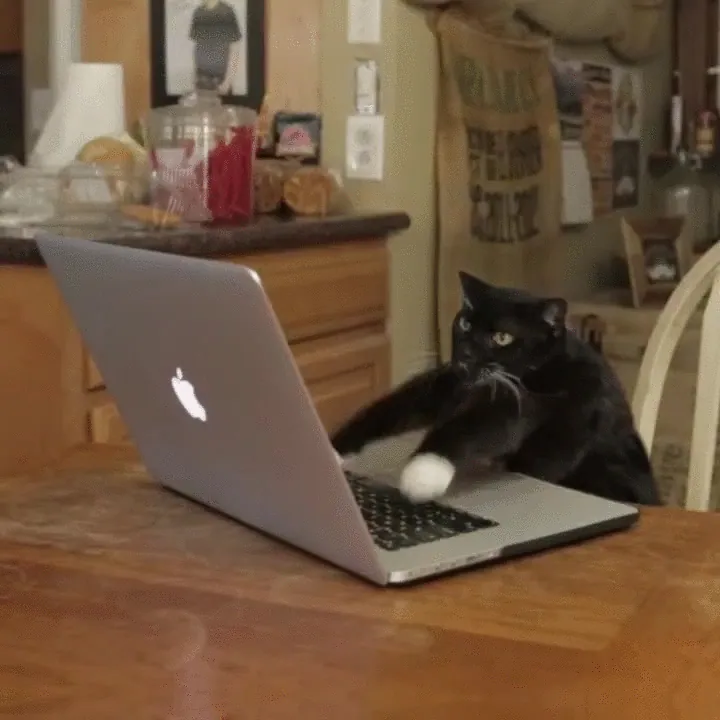 cat-typing-16.gif.webp