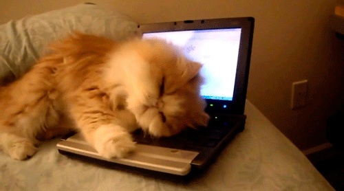 猫のタイピングGIF 猫がキーボードでメッセージを入力して送信しているGIF