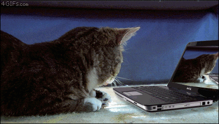 cat-typing-4