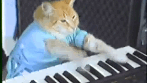 Гифки Кот печатает на клавиатуре, набирает сообщение (25 GIF)