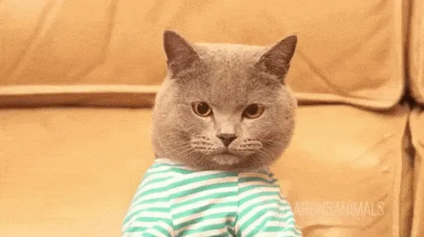 cat-typing-6.gif.webp