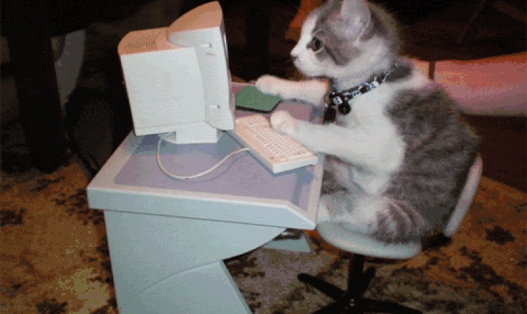 GIF: skriva katter. Roliga kattungar med tangentbord (25 stycken)