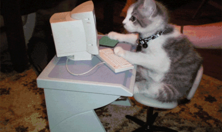 cat-typing-8
