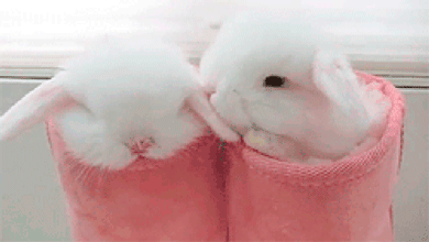 cute-bunny-gif