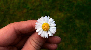 Daisies GIFs - Beautiful Flowers on Animated Images for Free