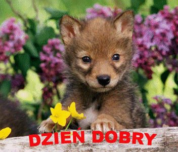 dzien-dobry-gify-107